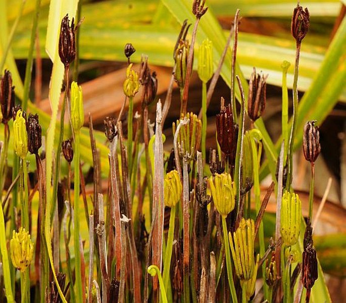 Schizaea confusa