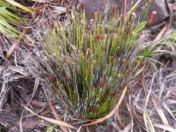 Schizaea confusa