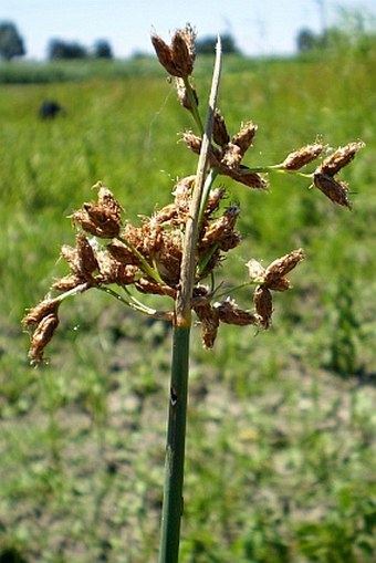 Schoenoplectus tabernaemontani