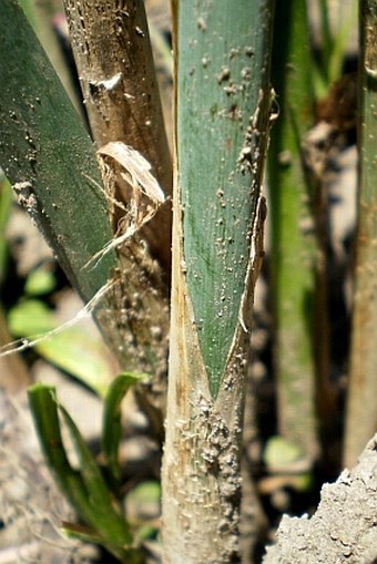 Schoenoplectus tabernaemontani