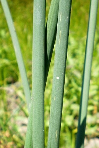 Schoenoplectus tabernaemontani