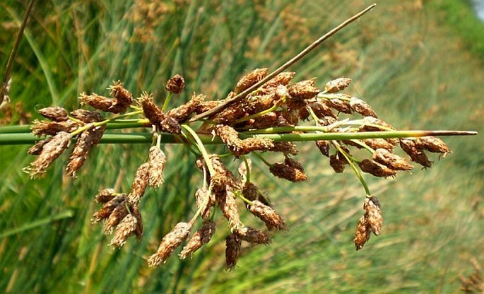 Schoenoplectus tabernaemontani