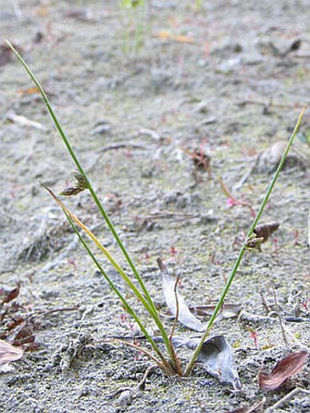 Schoenoplectus supinus