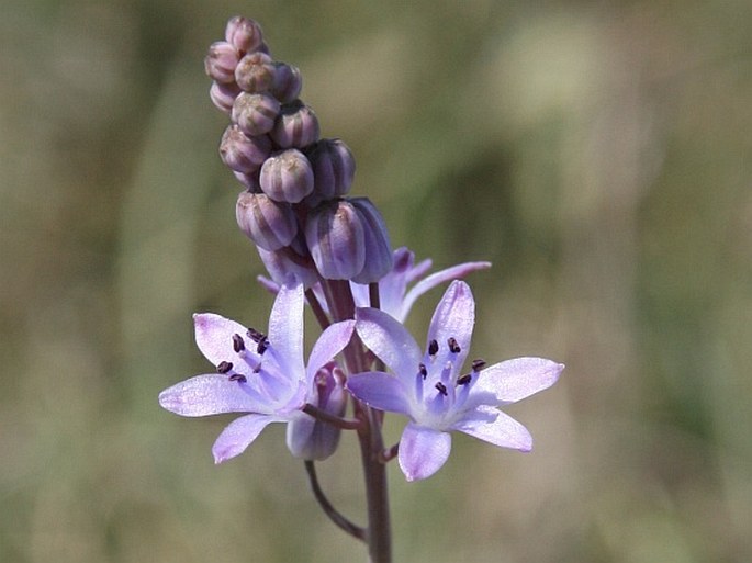 PROSPERO AUTUMNALE (L.) Speta – ladoňka podzimní / scila