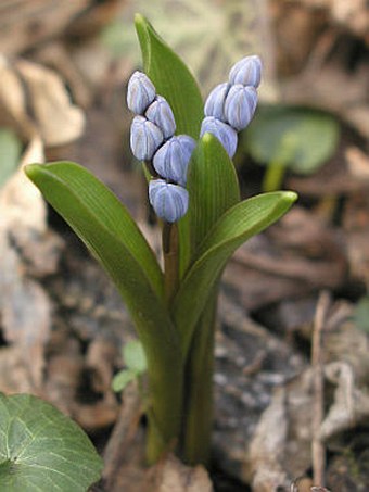 Scilla bifolia subsp buekkensis