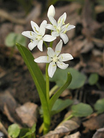 Scilla bifolia subsp buekkensis