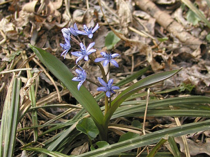 Scilla bifolia subsp buekkensis