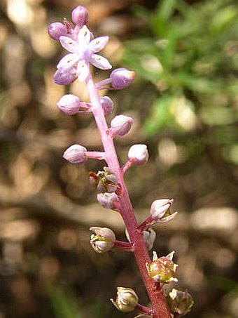 Autonoë haemorrhoidalis