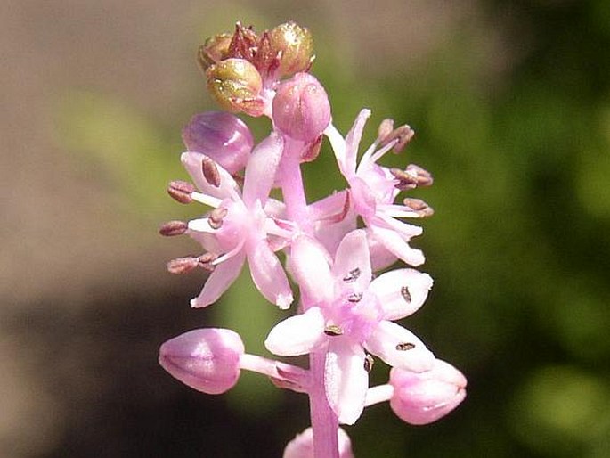 AUTONOË HAEMORRHOIDALIS (Webb et Berthel.) Speta – ladoňka / scila