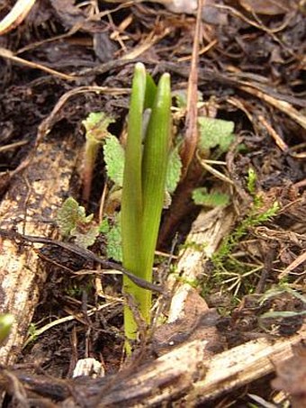 Scilla kladnii