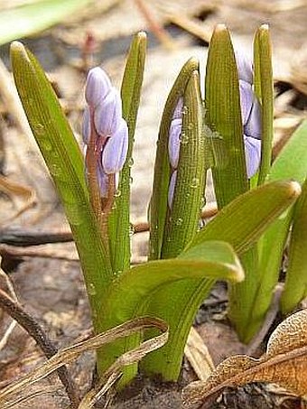 Scilla kladnii