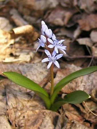 Scilla kladnii