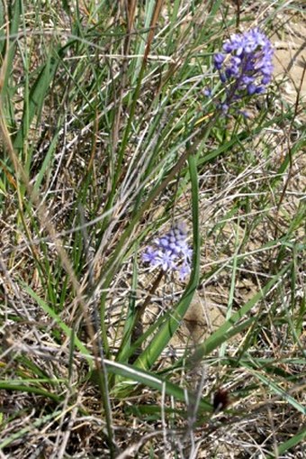 Nectaroscilla litardierei