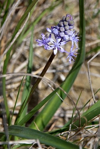 Nectaroscilla litardierei