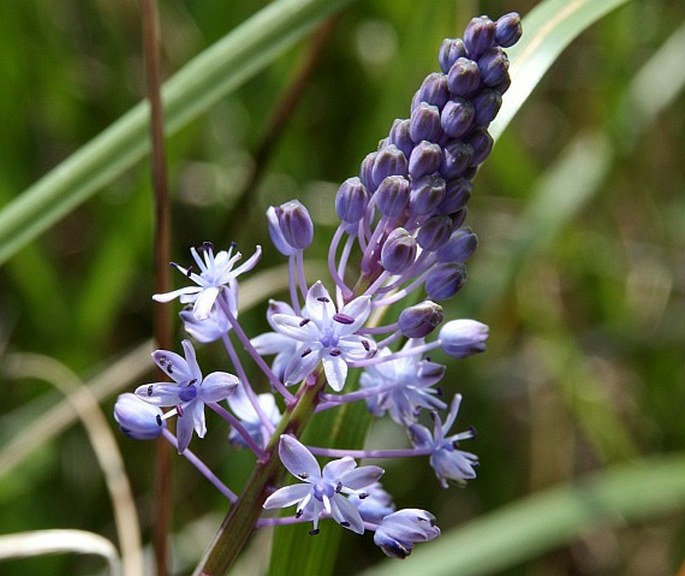 Nectaroscilla litardierei