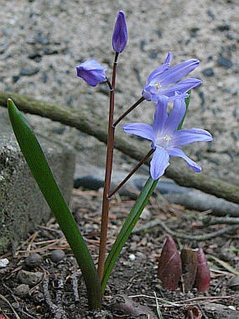 Scilla luciliae