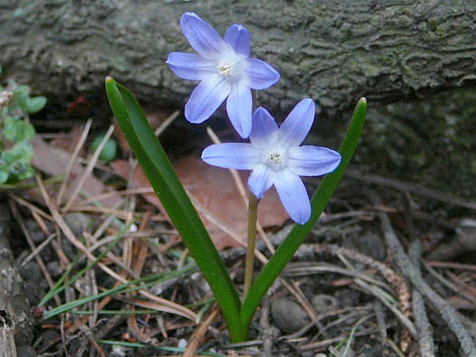 SCILLA LUCILIAE agg. – ladoňky / modravky