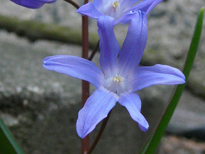 Scilla luciliae