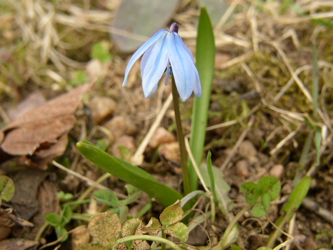 Othocallis siberica