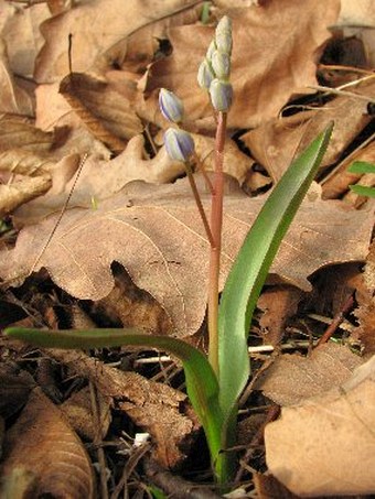 Scilla vindobonensis