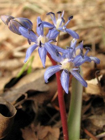 Scilla vindobonensis