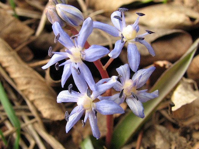 SCILLA VINDOBONENSIS Speta – ladoňka vídeňská / scila viedenská