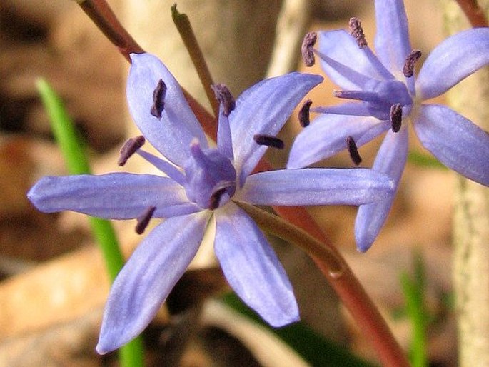 Scilla vindobonensis