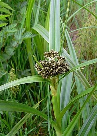 Scirpus sylvaticus