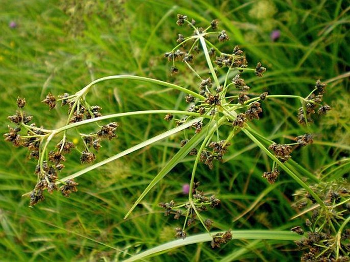 Scirpus sylvaticus