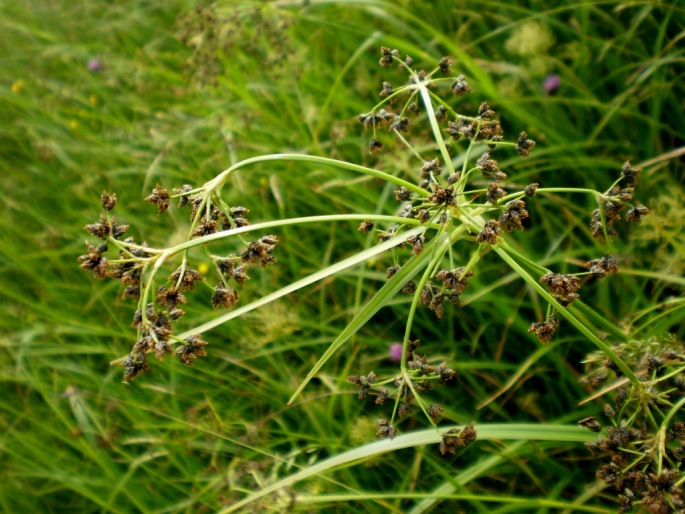 Scirpus sylvaticus