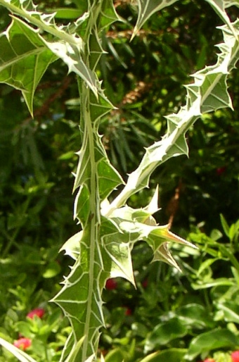 Scolymus maculatus