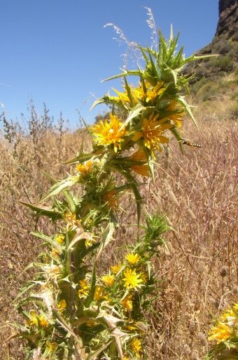 Scolymus hispanicus