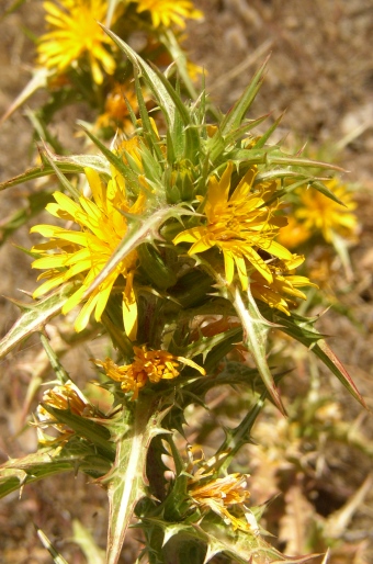 Scolymus hispanicus