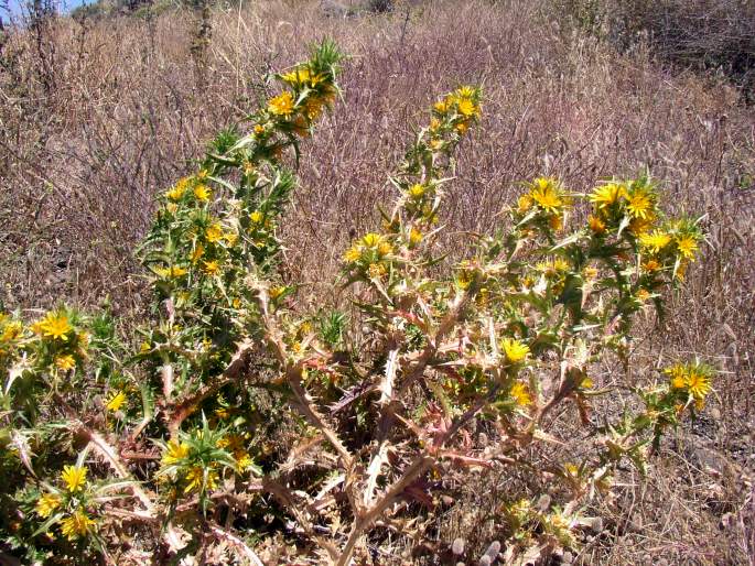 Scolymus hispanicus