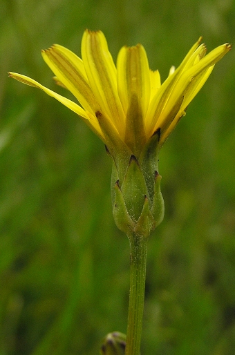 Scorzonera cana