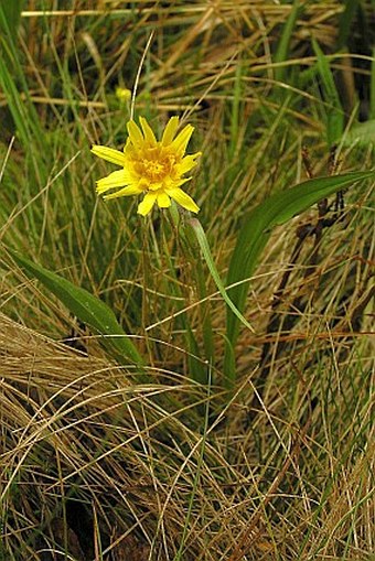 Scorzonera humilis