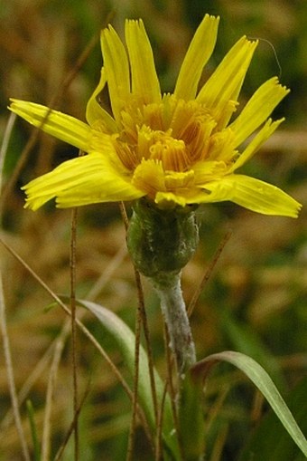 Scorzonera humilis