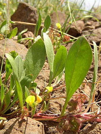 Scorpiurus muricatus