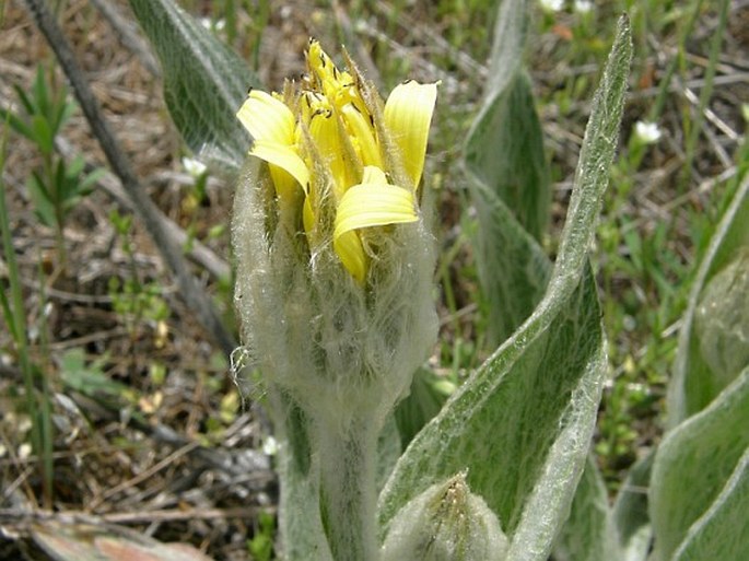 Scorzonera eriophora