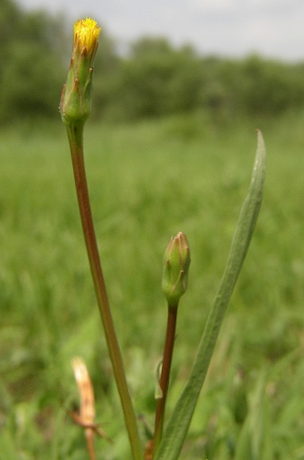 Scorzonera parviflora