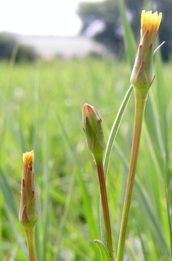 Scorzonera parviflora