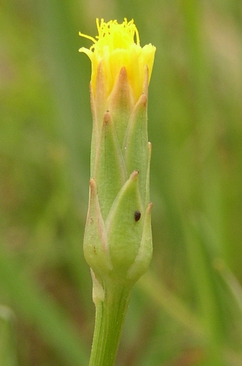 Scorzonera parviflora