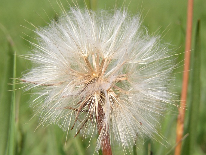 Scorzonera parviflora