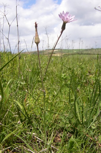 Scorzonera purpurea