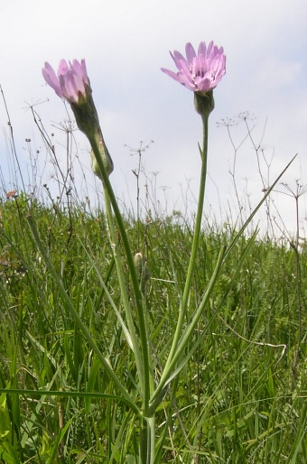 Scorzonera purpurea