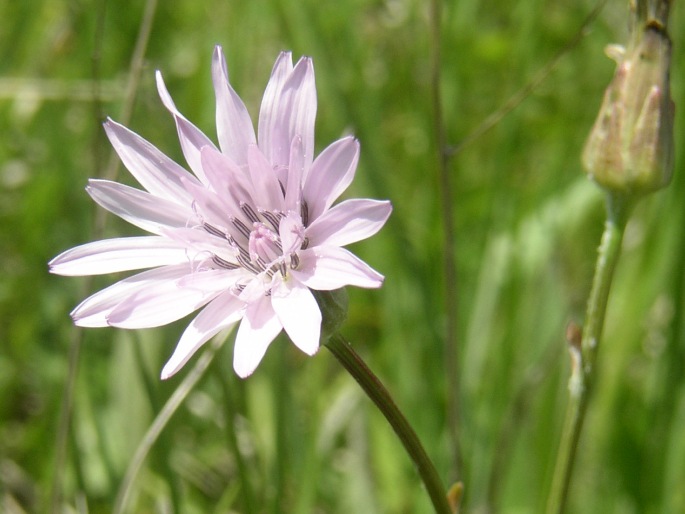 Scorzonera purpurea