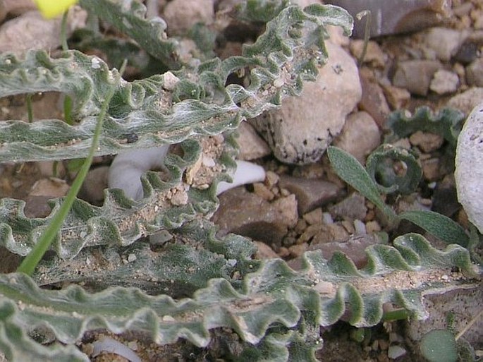 Scorzonera psychrophila