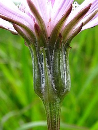 Scorzonera rosea