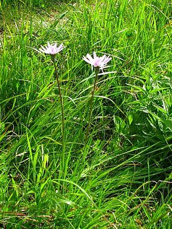 Scorzonera rosea