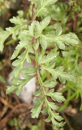 Scrophularia canina